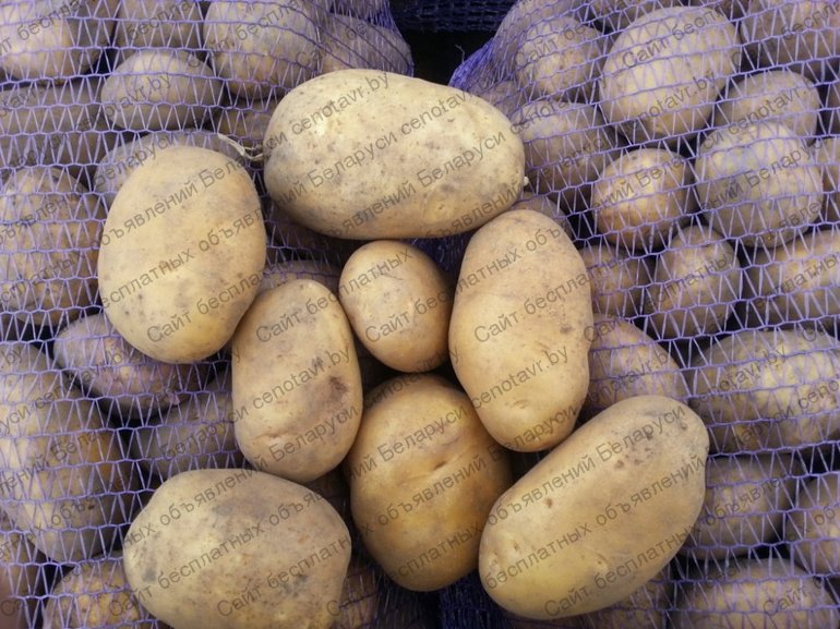 Фото: Породам картофель бриз