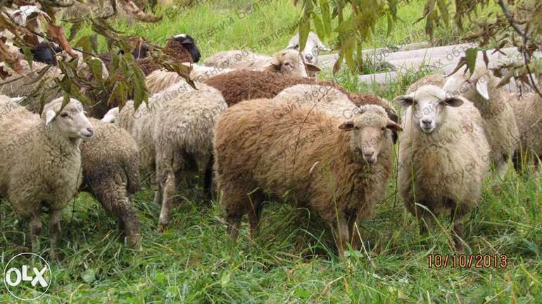 Фото: Продажа овец и баранов живым и убойным весом