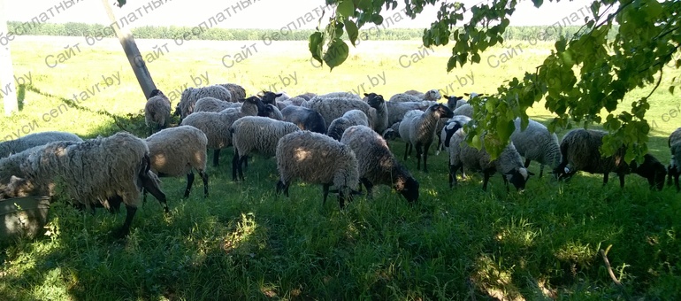 Фото: Овцы и бараны романовской породы