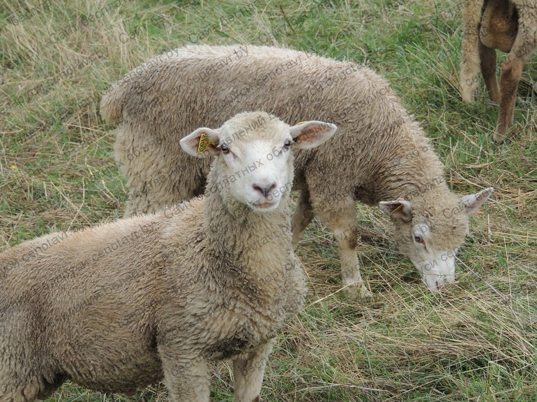 Фото: Продаются овцы и бараны живым весом