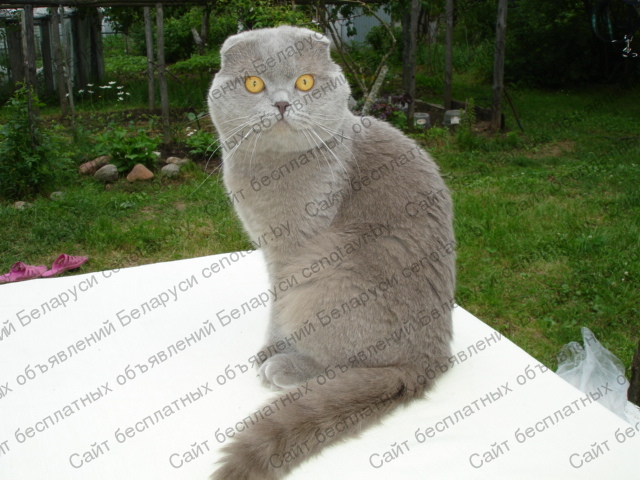 Фото: Вислоухий кот skottish fold окрас лиловый приглашает на вязку