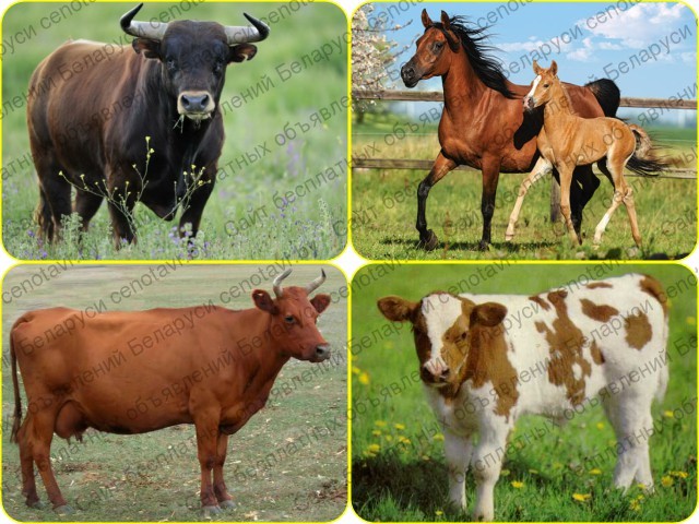 Фото: Куплю Крупно-рогатый скот. Быков, Коров, Лошадей и Телят