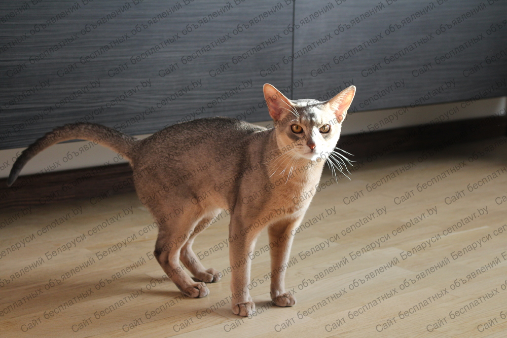 Фото: Абиссинский кот. Вязка