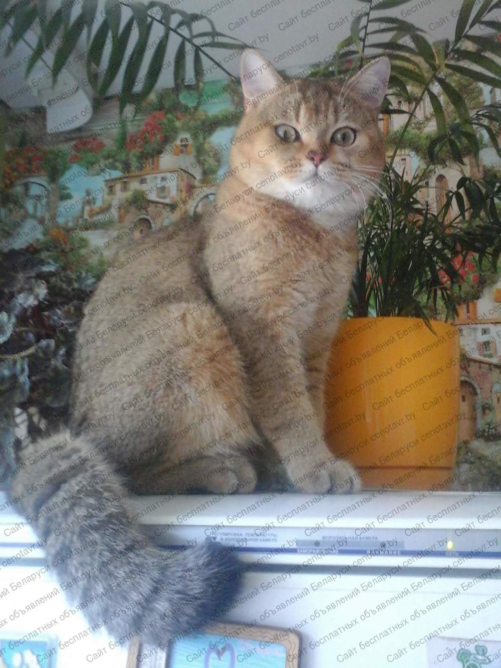 Фото: Золотой шиншилловый кот приглашает кошечек на вязку