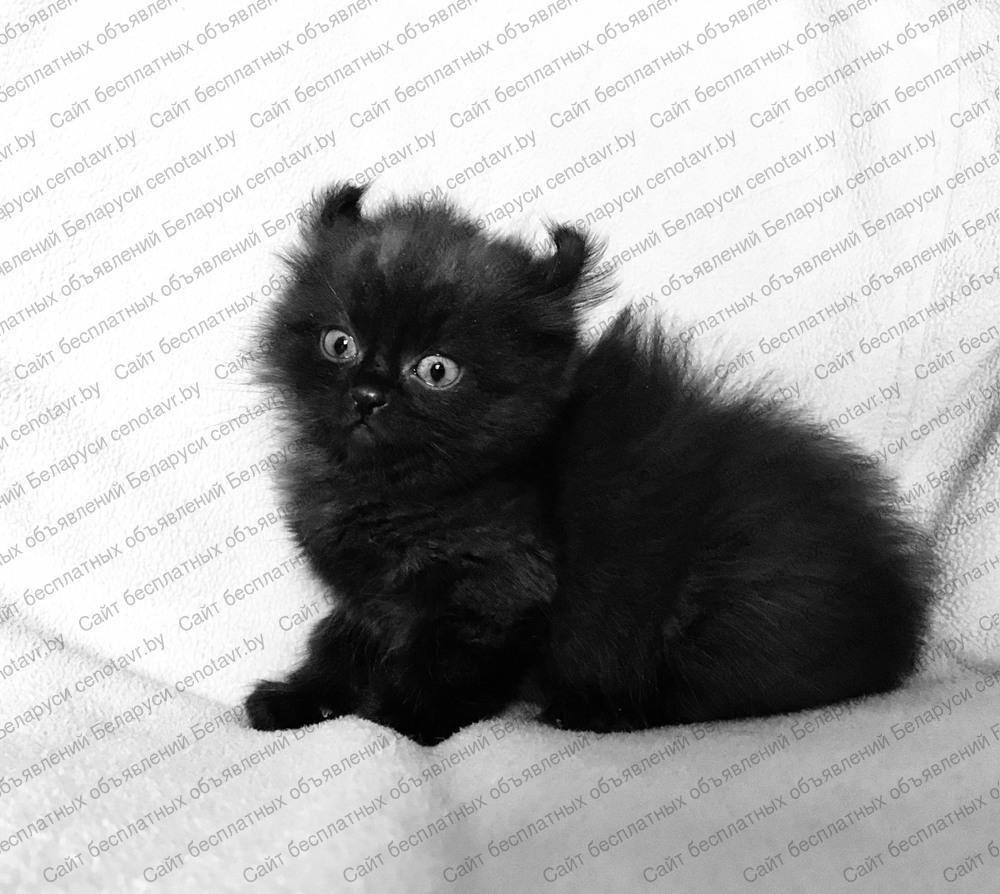 Фото: Американский керл котята с завитыми ушками
