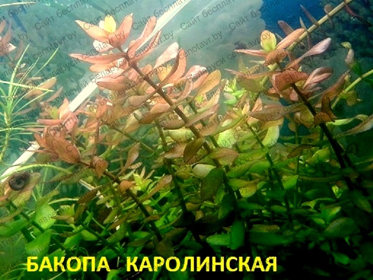 Фото: Бакопа каролинская. наборы растений для запуска