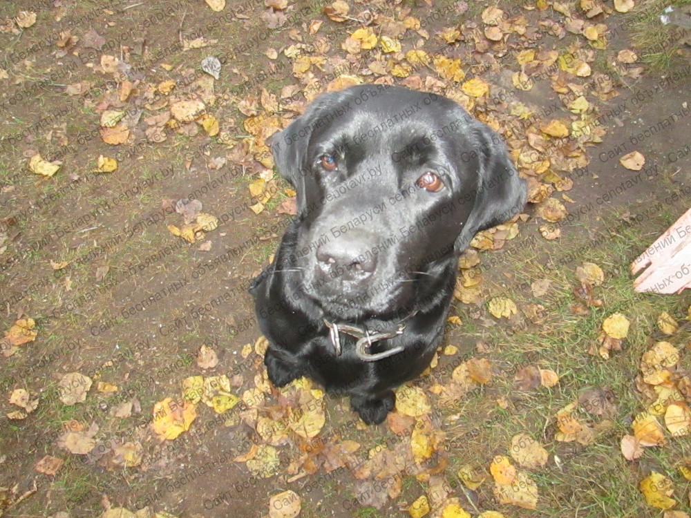Фото: Пропала собака породы лабрадор-ретривер черного окраса по кличке дарик