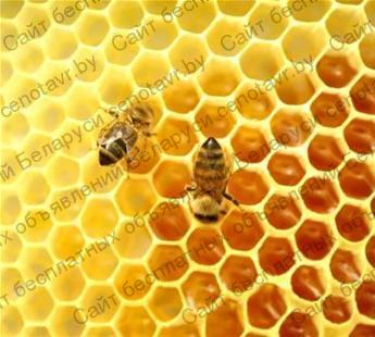 Фото: Продам мёд натуральный