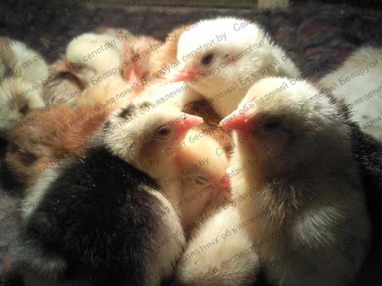 Фото: Цыплята домашние