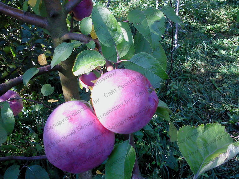 Фото: Саженцы яблони