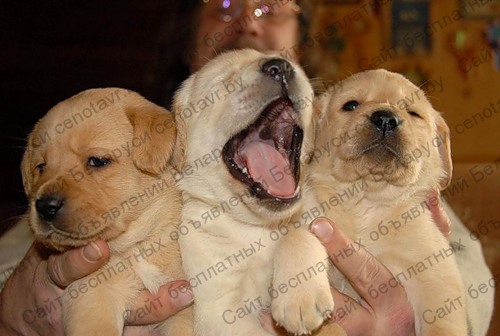 Фото: Продаются щенки породы лабрадор ретривер в г Жодино